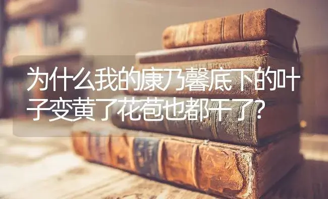 为什么我的康乃馨底下的叶子变黄了花苞也都干了？ | 绿植常识