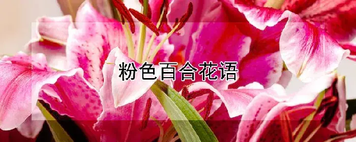 粉色百合花语