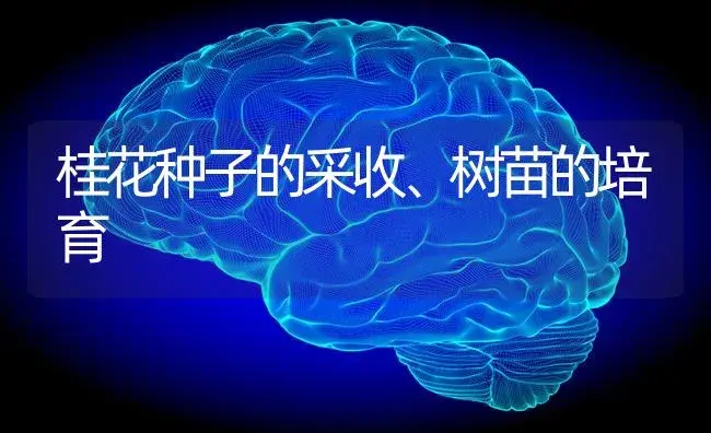 桂花种子的采收、树苗的培育 | 特种种植