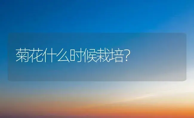 菊花什么时候栽培？ | 家庭养花