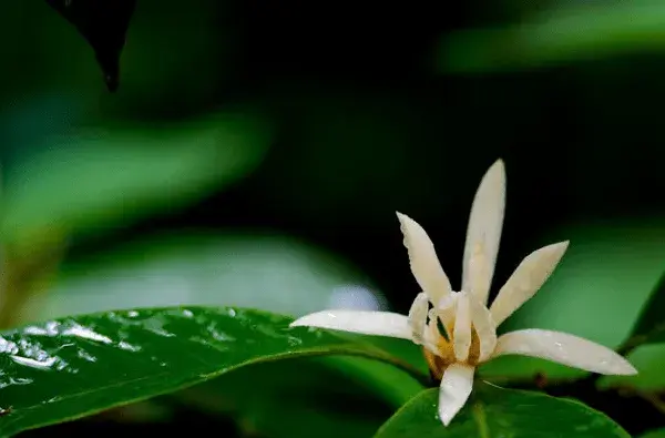 白兰花花语是是什么？白兰花花语介绍有哪些？