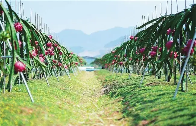 怎样栽培火龙果