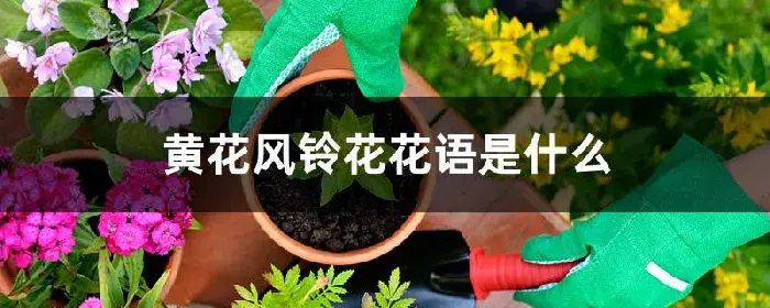 黄花风铃花花语是什么