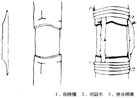 盆栽育苗 | 梨树桥接技术