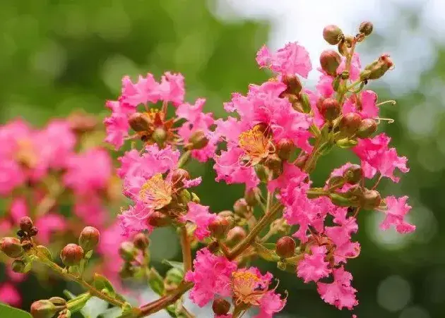 如何让紫薇花开繁盛？