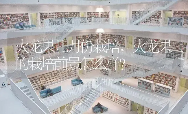 火龙果几月份栽培，火龙果的栽培前景怎么样？ | 果木种植