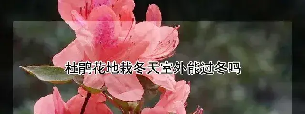 杜鹃花地栽冬天室外能过冬吗