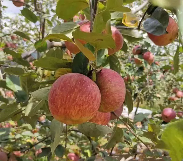 关于苹果树的需肥特点