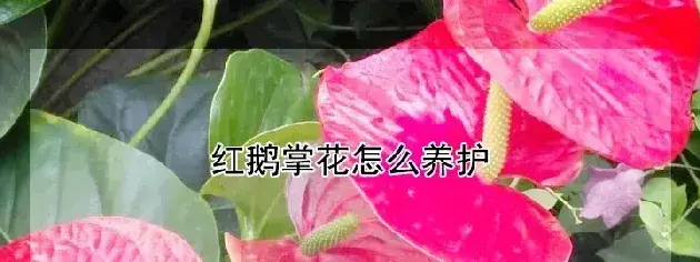 红鹅掌花怎么养护