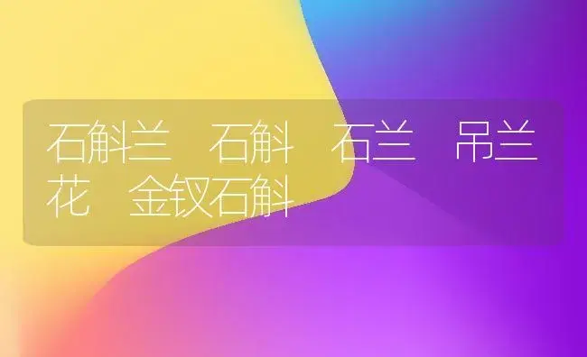 石斛兰 石斛 石兰 吊兰花 金钗石斛 | 家庭养花