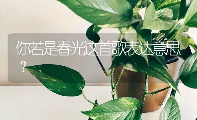 你若是春光这首歌表达意思？ | 多肉养殖