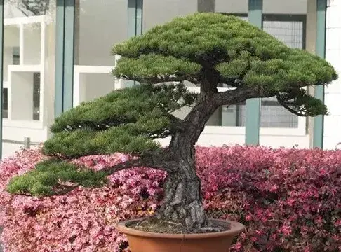 海派盆景 | 海派盆景：师法自然、潇洒飘逸、不拘一格