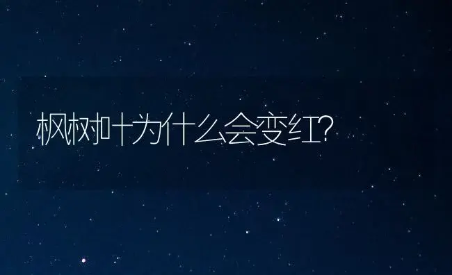 康乃馨新品系“云红一号” | 家庭养花