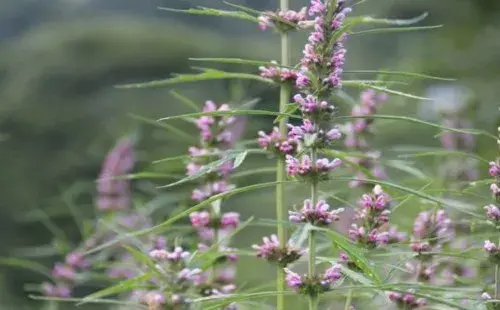 盆栽育苗 | 益母草什么时候播种