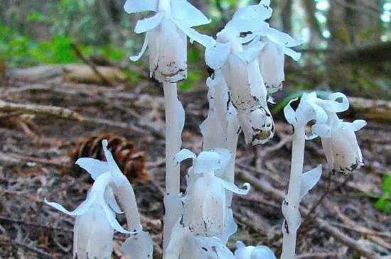 水晶兰花语及传说：水晶兰的花语 水晶兰的传说