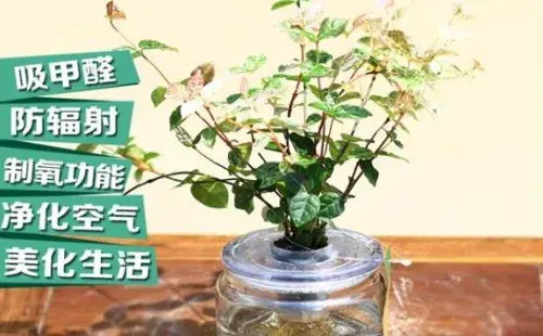 盆景养护管理 | 花叶络石可以水培或水养吗