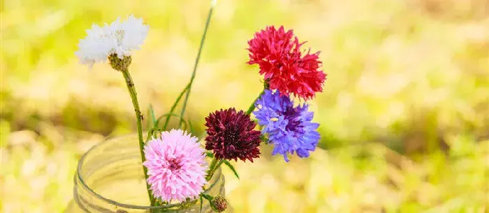 矢车菊花语 矢车菊的花语是什么