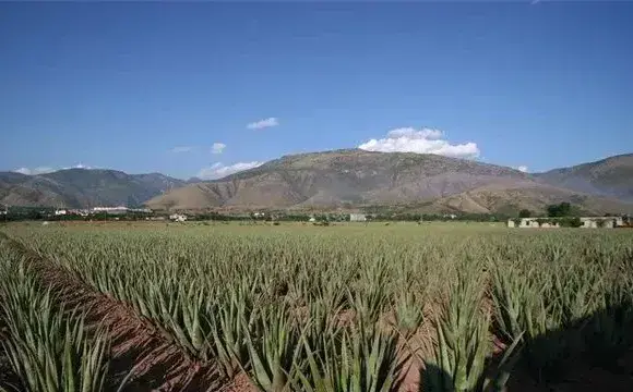 芦荟怎么养好？芦荟怎么种植