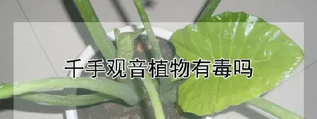 千手观音植物有毒吗