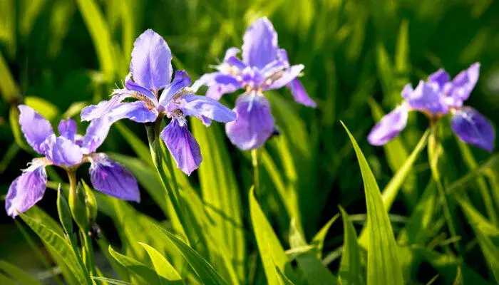 兰花的花语是什么 兰花的花语