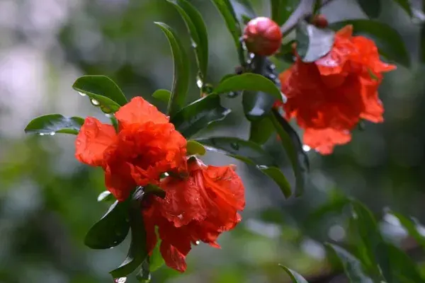 石榴花花语