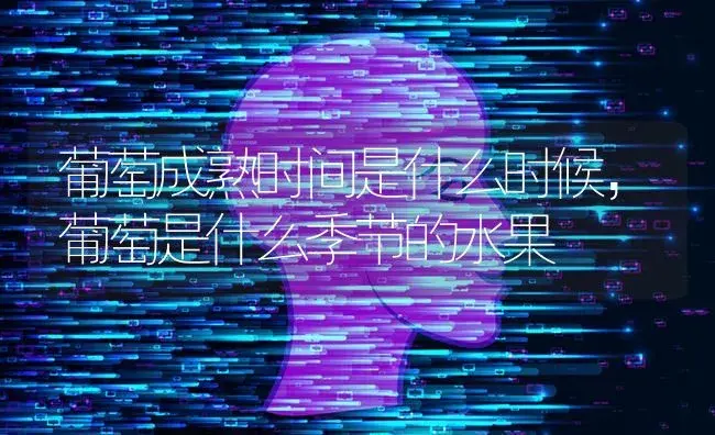 葡萄成熟时间是什么时候，葡萄是什么季节的水果 | 果木种植