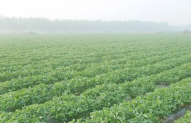 花生栽培防治和治疗田鼠的办法有哪些？