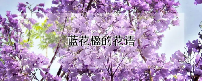 蓝花楹的花语