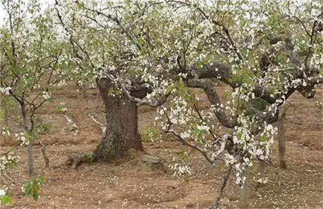 梨树只开花不结果是什么起因