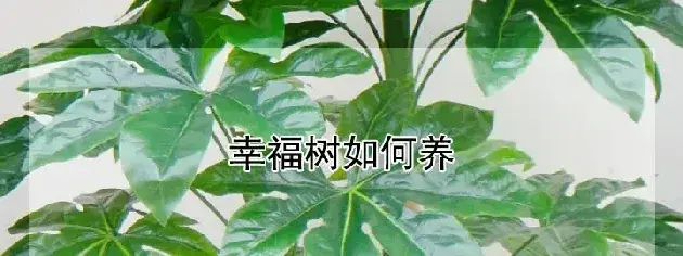 幸福树如何养