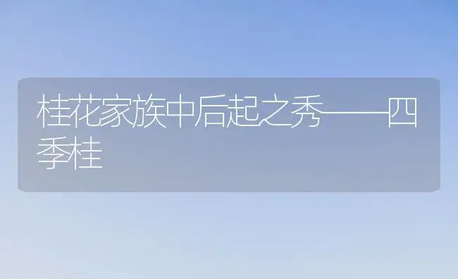 桂花家族中后起之秀――四季桂 | 家庭养花