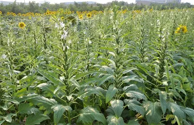 芝麻高产田间管理