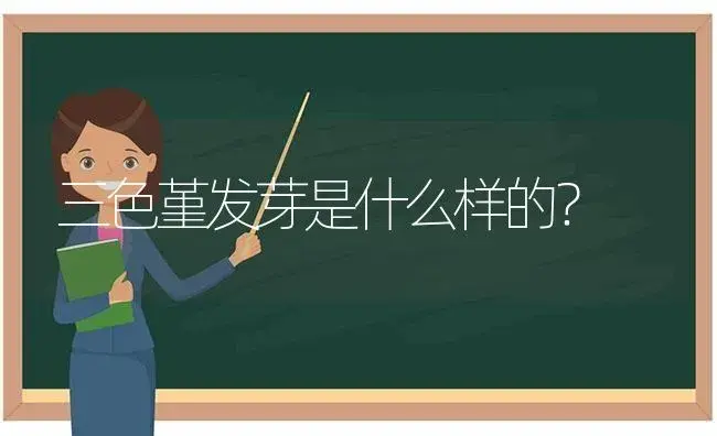 三色堇发芽是什么样的？ | 绿植常识