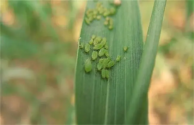 小麦的常见病害以及防治和治疗措施