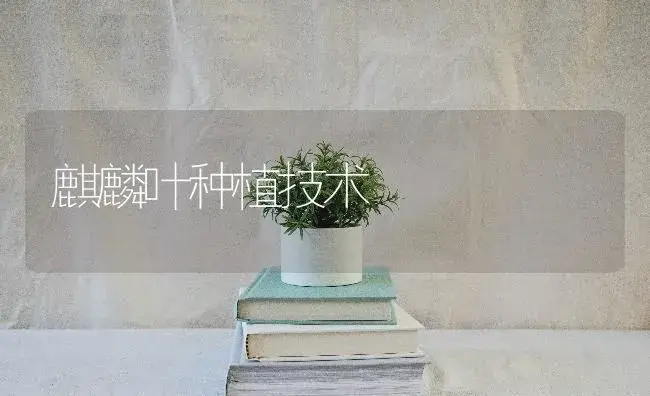 麒麟叶种植技术 | 特种种植