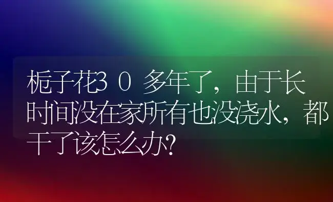 栀子花30多年了,由于长时间没在家所有也没浇水,都干了该怎么办？ | 绿植常识