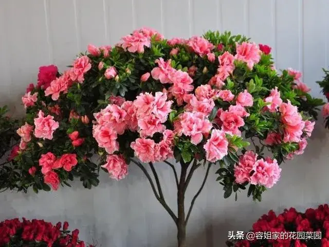 杜鹃花开花时怎样护理？