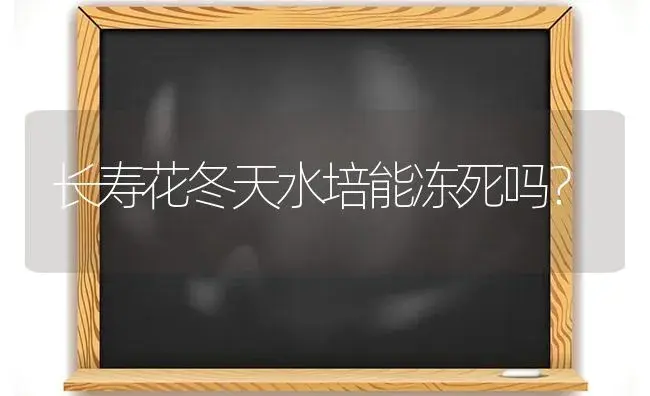 长寿花冬天水培能冻死吗？ | 多肉养殖