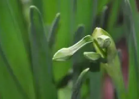 花卉果蔬盆景 | 水仙球怎么种