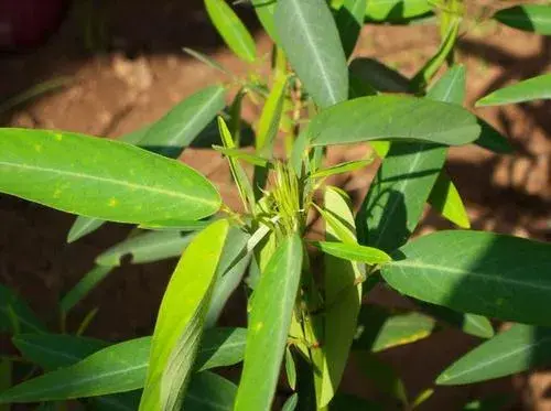 跳舞草的花语和传说是什么，什么植物会跳舞--跳舞草