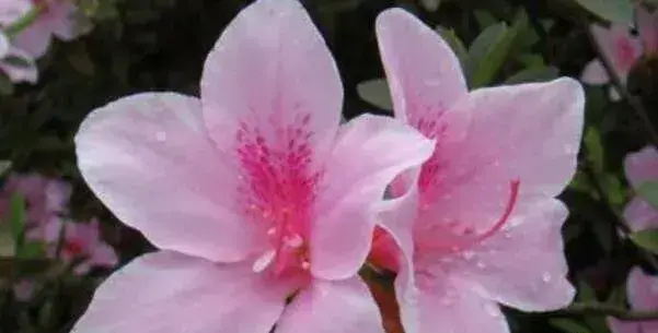 粉色杜鹃花语是什么，坚韧乐观的心态