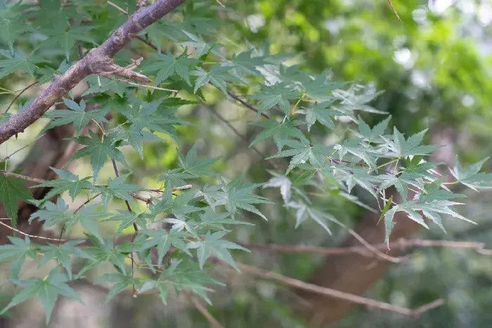 枫叶的形状、花语和传说