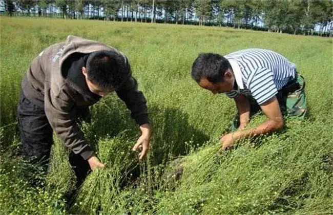 亚麻的栽培措施