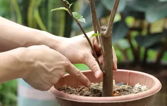 盆景养护管理 | 新买的三角梅可以换盆吗