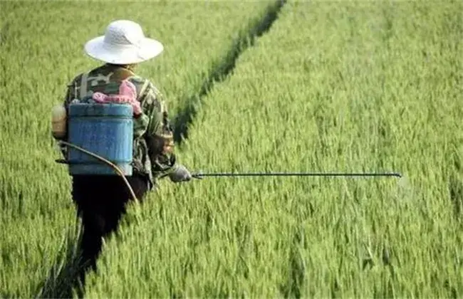 小麦叶面喷肥要点