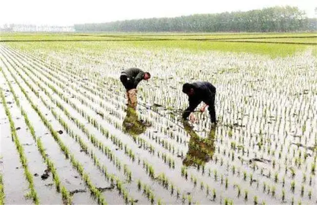 怎样缩短水稻缓慢期