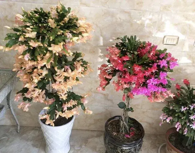 蟹爪兰是喜阴植物,还是喜阳植物？
