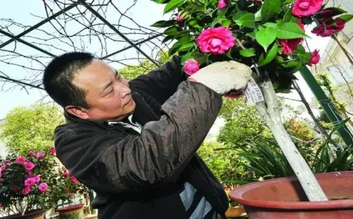 盆栽修剪 | 盆栽茶花怎么修剪