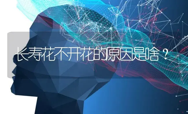 长寿花不开花的原因是啥？ | 多肉养殖