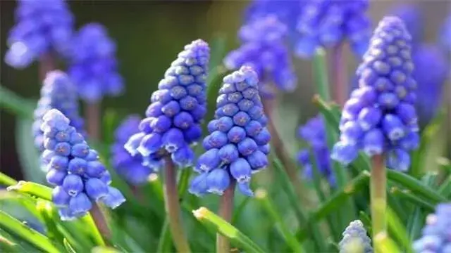 风信子花语：风信子的花语是燃生命之火，享丰富人生 不同颜色的风信子的花语